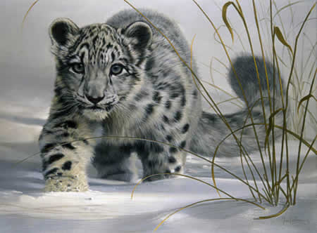 snow leopard